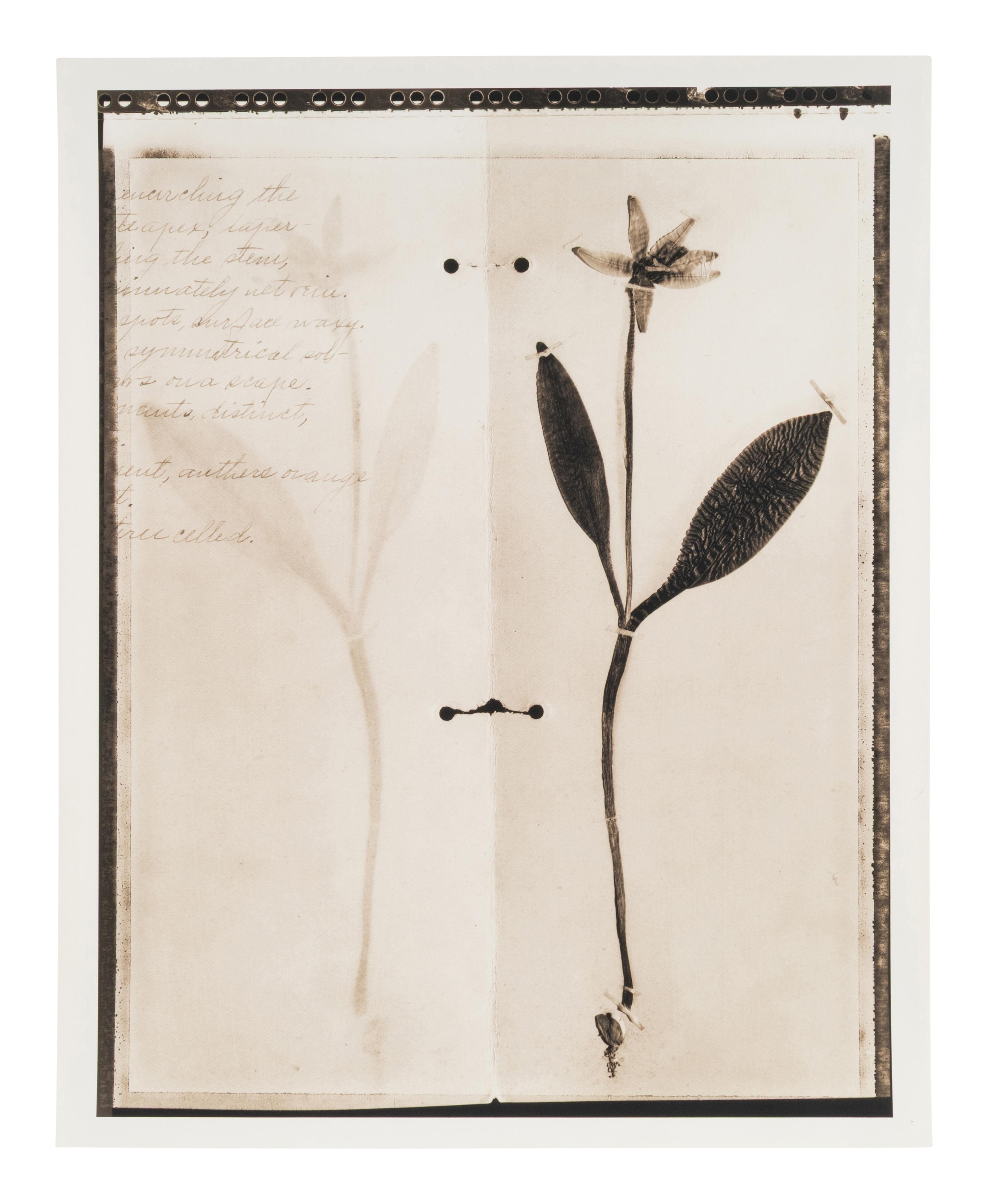 Symmetrical (flower on paper) , 2001