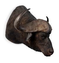 A Shoulder Mount Taxidermy Cape Buffalo