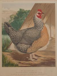 Twelve English Handcolored Engravings, Height of first 9 1/2 x width 7 1/8 inches (visible).