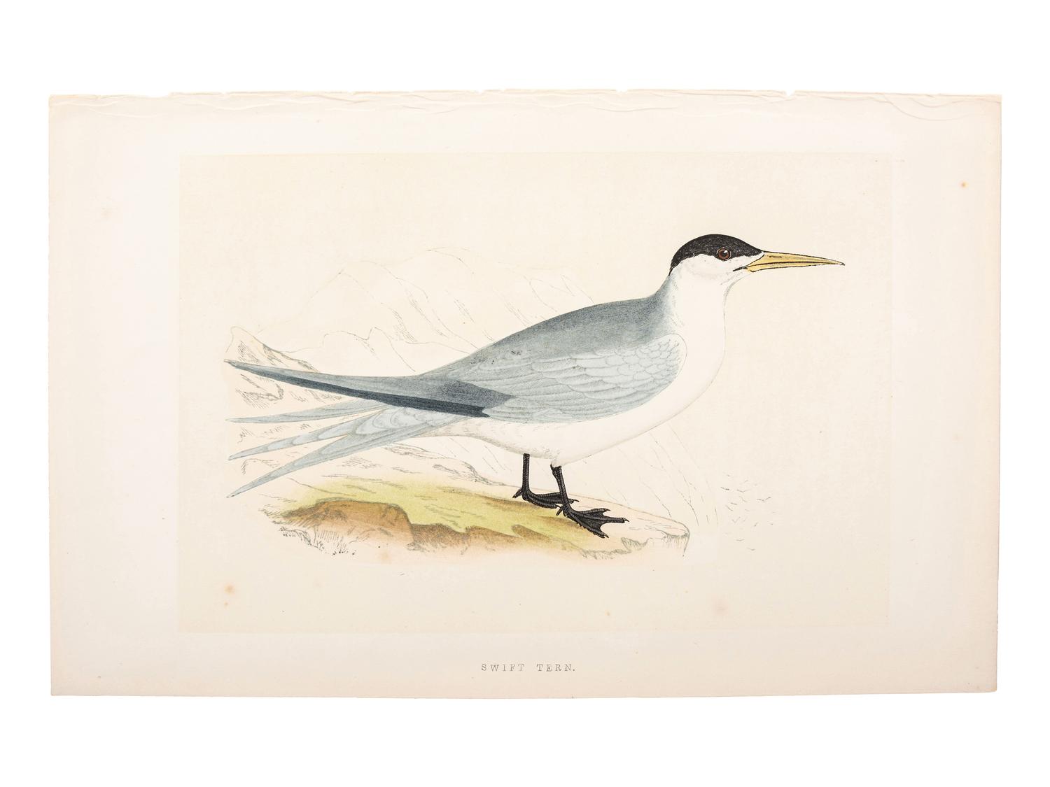 A Collection of Engravings from A History of British Birds , Rev. Francis Orpen Morris (Irish, 1810-1893)
