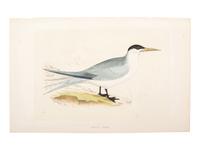 A Collection of Engravings from A History of British Birds , Rev. Francis Orpen Morris (Irish, 1810-1893)