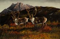 Alaska Caribou