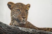 Leopard at Seronera