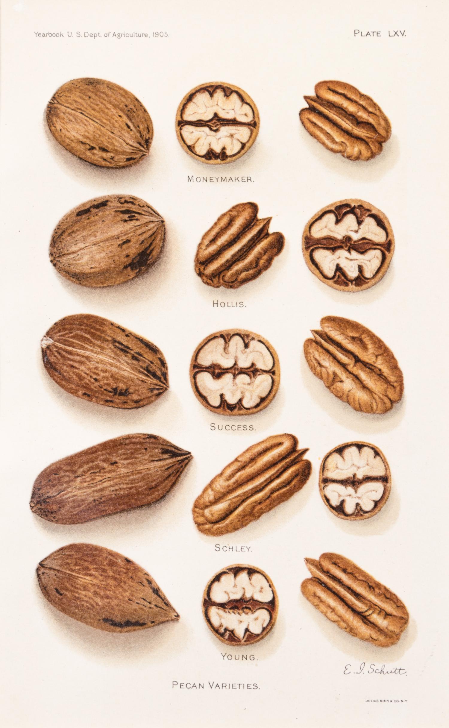 (BOTANY) U.S. DEPARTMENT OF AGRICULTURE. A group of 20 chromolitho. plates of fruit and nuts.