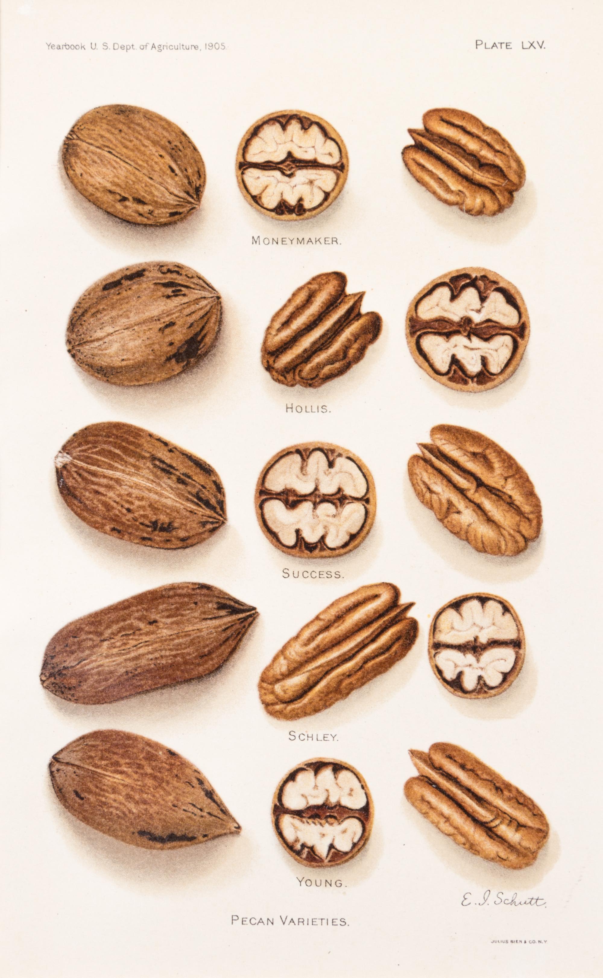 (BOTANY) U.S. DEPARTMENT OF AGRICULTURE. A group of 20 chromolitho. plates of fruit and nuts.