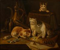 Curious Cats