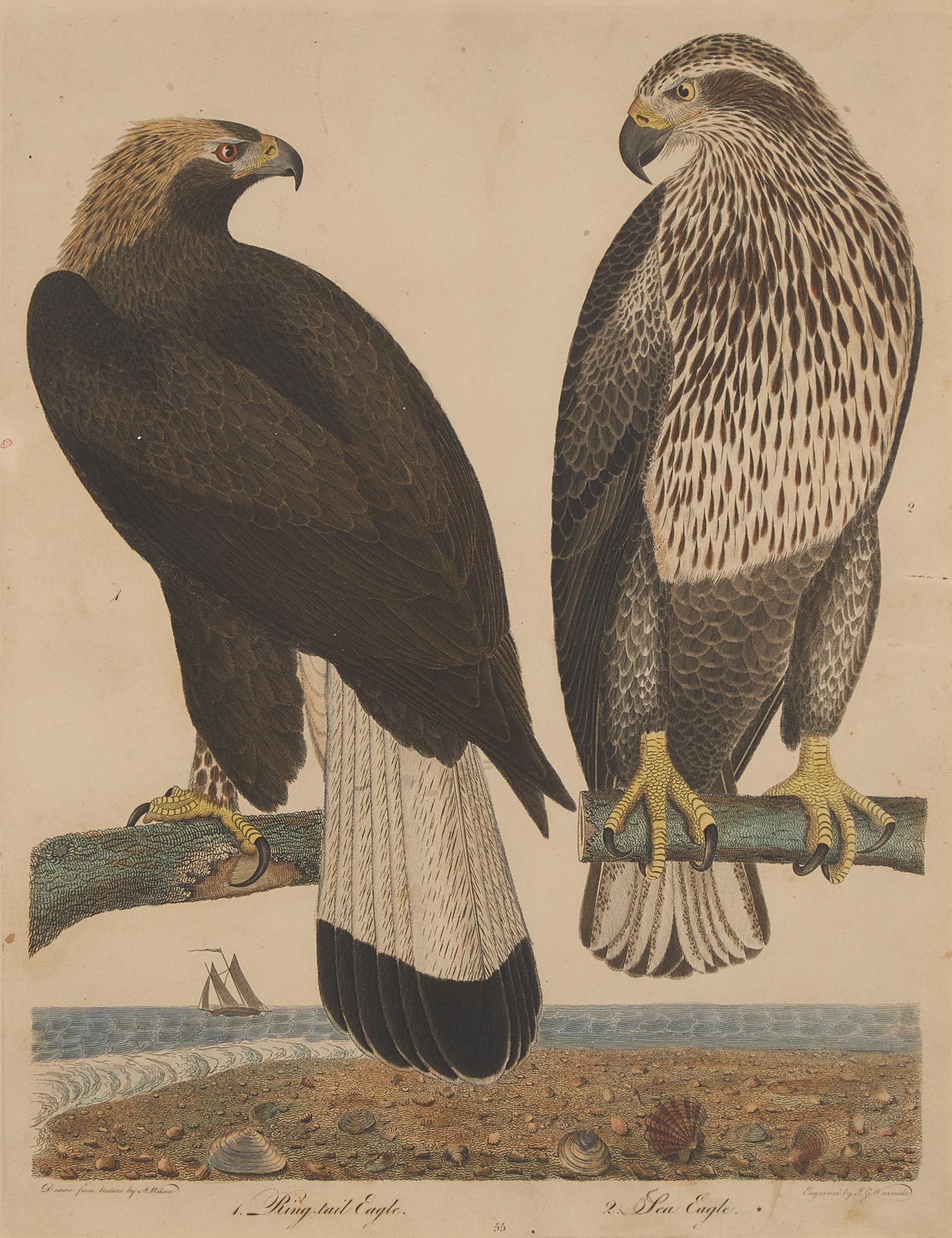 Alexander Lawson (1773-1846) and John G. Warnicke (died 1818), After Alexander Wilson (1766-1813), A Set of Sixteen Hand-Colored Engravings of Various Birds