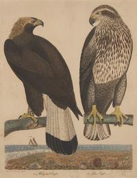 Alexander Lawson (1773-1846) and John G. Warnicke (died 1818), After Alexander Wilson (1766-1813), A Set of Sixteen Hand-Colored Engravings of Various Birds