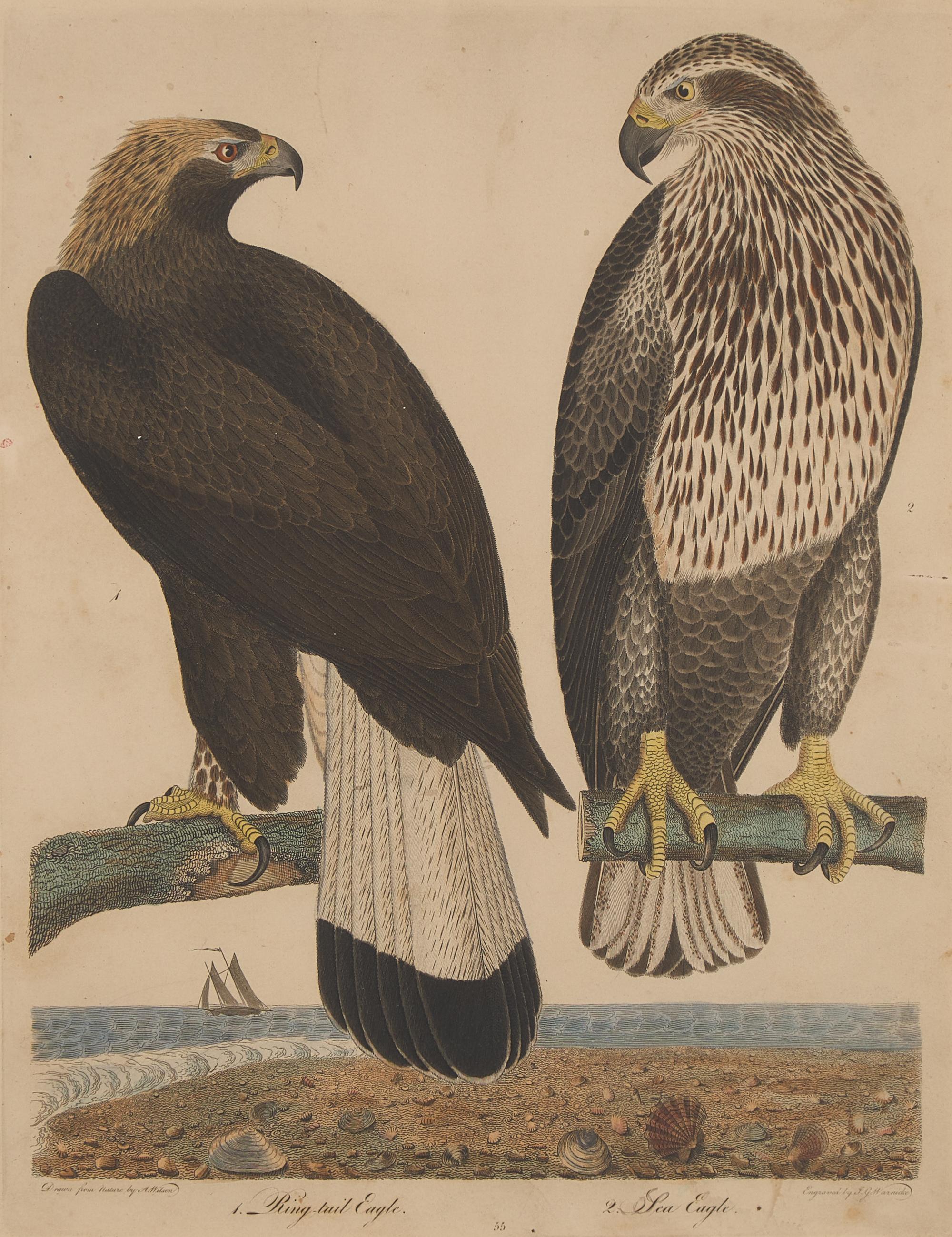 Alexander Lawson (1773-1846) and John G. Warnicke (died 1818), After Alexander Wilson (1766-1813), A Set of Sixteen Hand-Colored Engravings of Various Birds