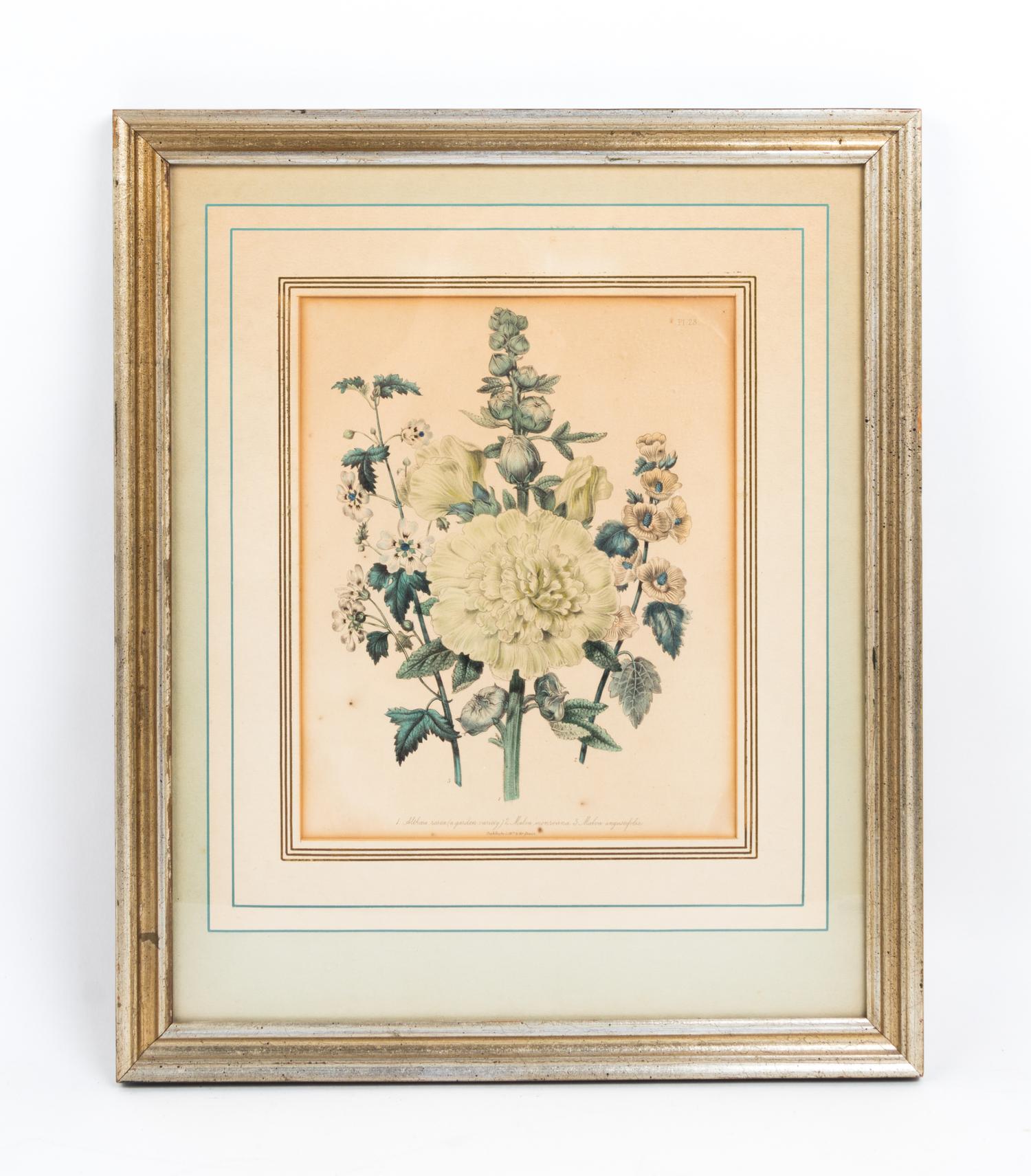A Collection of Framed Botanical Prints Height of first pair 9 3/4 x width 7 3/4 inches.