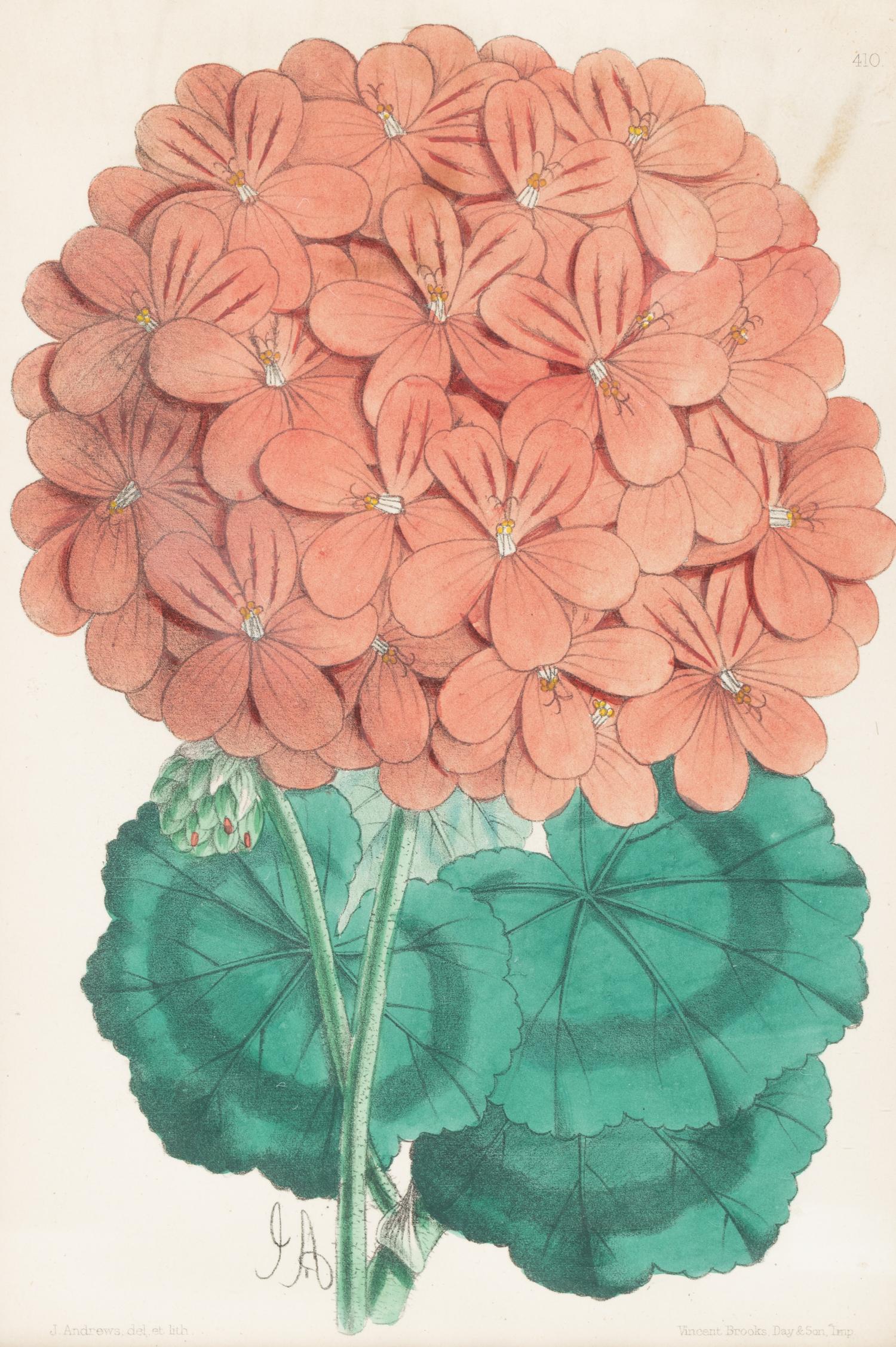 Four Hand-Colored Botanical Lithographs by James Andrews (British, 1801-1876) and an Associated Bigarreau Print