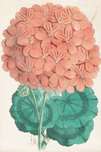 Four Hand-Colored Botanical Lithographs by James Andrews (British, 1801-1876) and an Associated Bigarreau Print