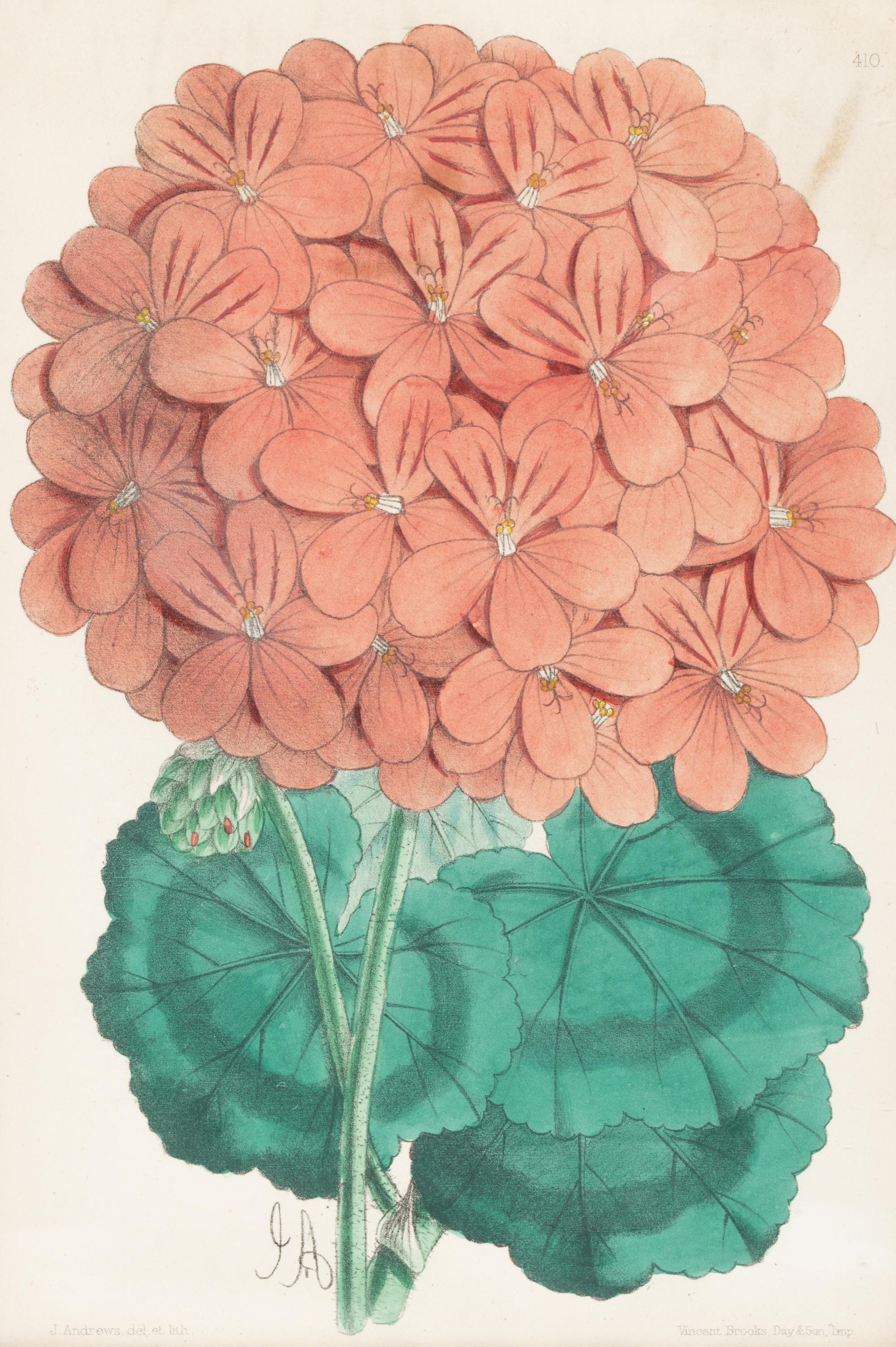 Four Hand-Colored Botanical Lithographs by James Andrews (British, 1801-1876) and an Associated Bigarreau Print