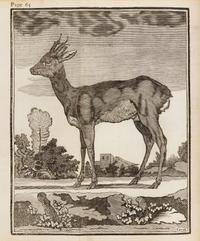 LE VERRIER DE LA CONTERIE, Jean Baptiste Jacques (1718-1783). Venerie Normande, ou l'Ecole de la chasse aux chiens courants. 1763.