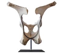A Moose Pelvis on Custom Mount 20.5" W x 15" D x 20" H — United States, 20th Century