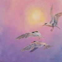 Terns and Hazy Sun , 2007