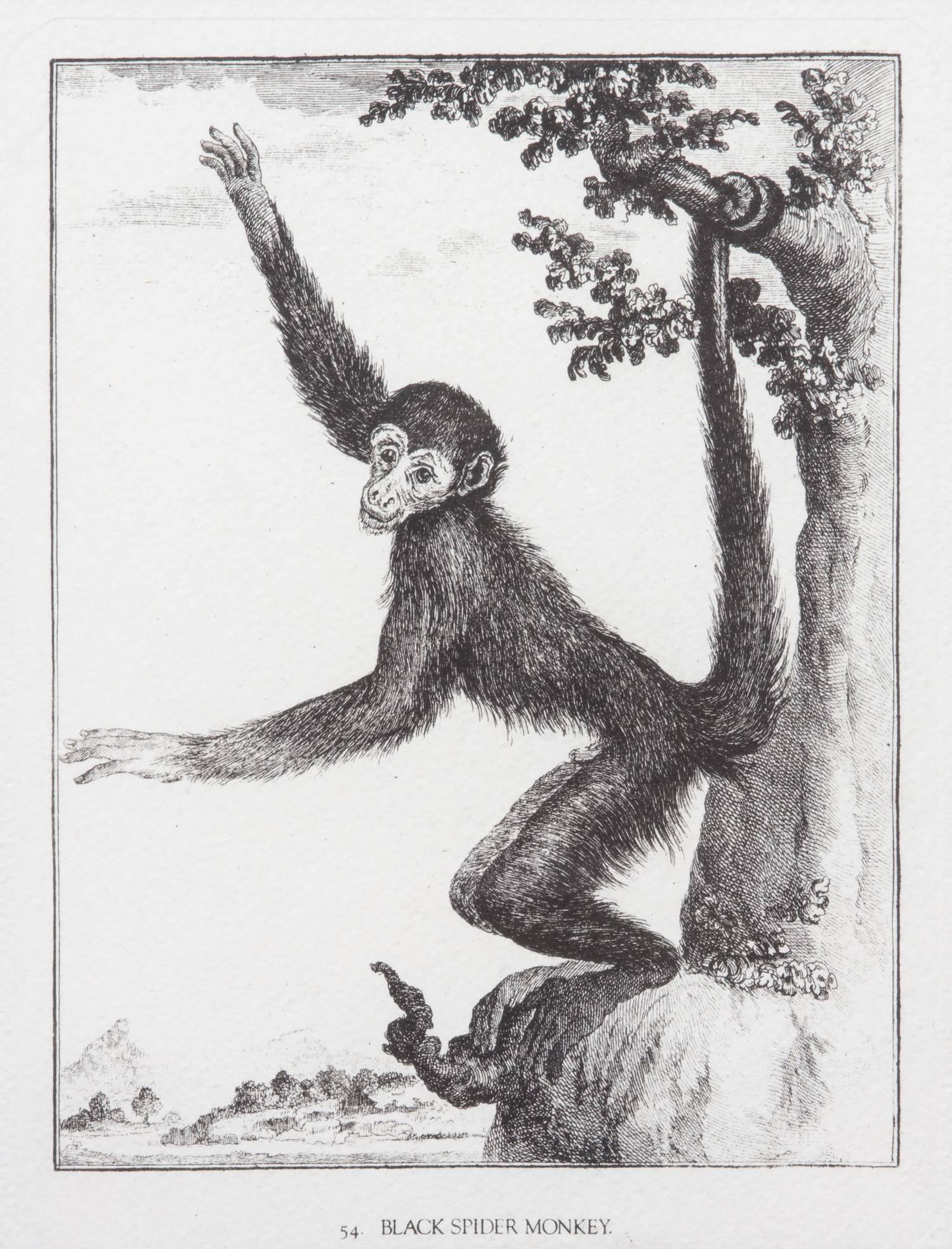 A Collection of Twenty Framed Black & White Animal Prints Framed size 21 3/4 x 19 1/2 inches. — 20TH CENTURY