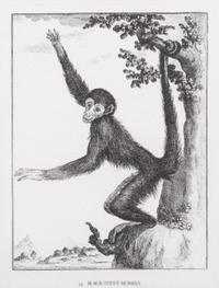 A Collection of Twenty Framed Black & White Animal Prints Framed size 21 3/4 x 19 1/2 inches. — 20TH CENTURY