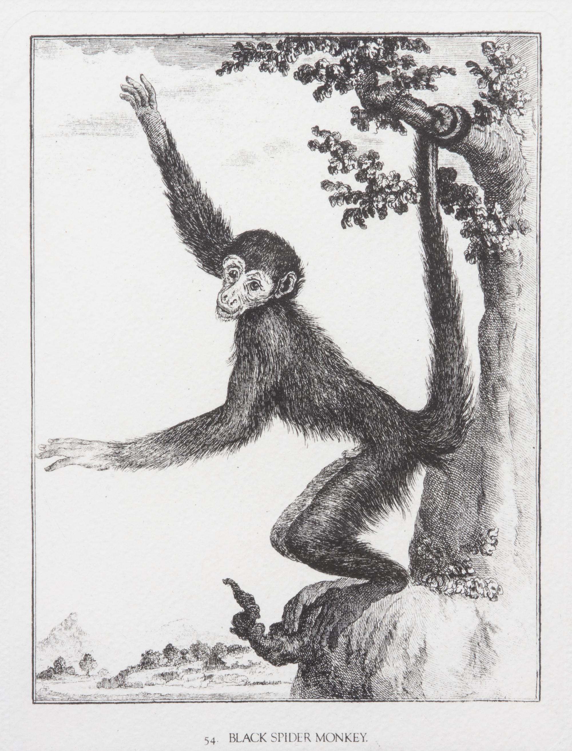 A Collection of Twenty Framed Black & White Animal Prints Framed size 21 3/4 x 19 1/2 inches. — 20TH CENTURY