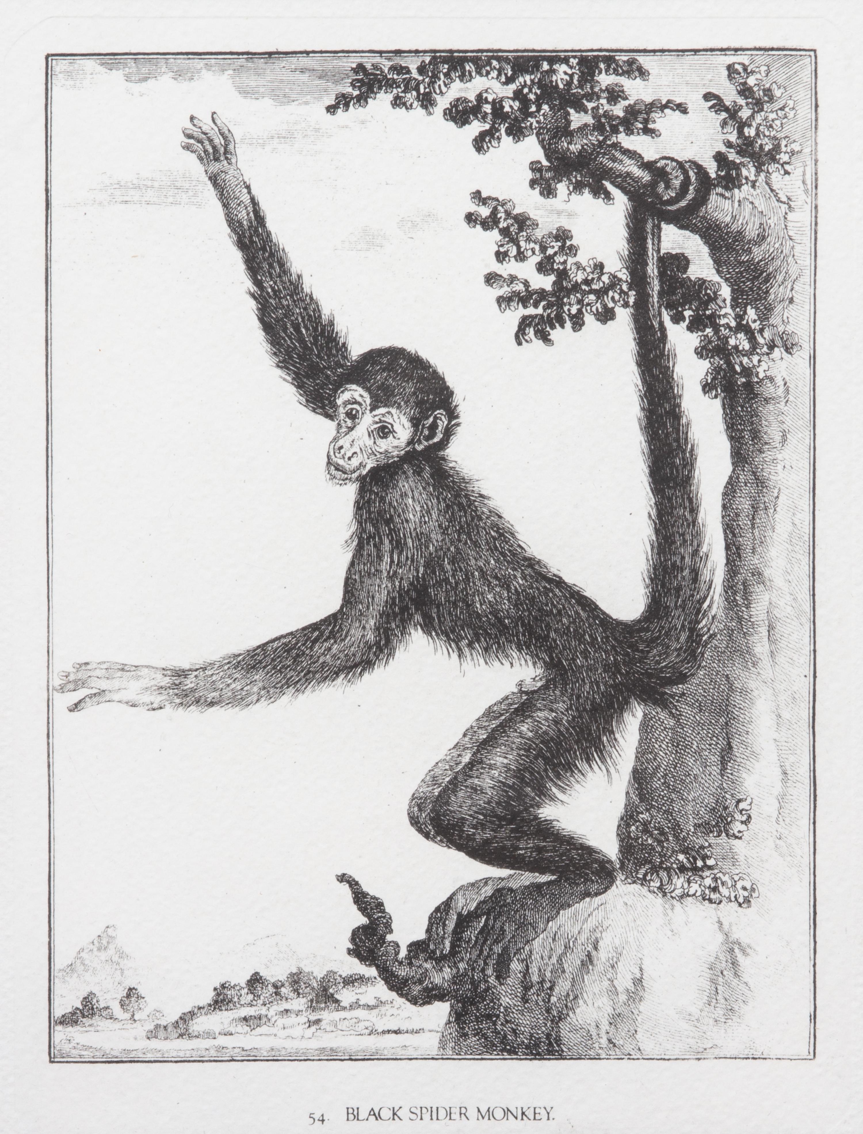 A Collection of Twenty Framed Black & White Animal Prints Framed size 21 3/4 x 19 1/2 inches. — 20TH CENTURY