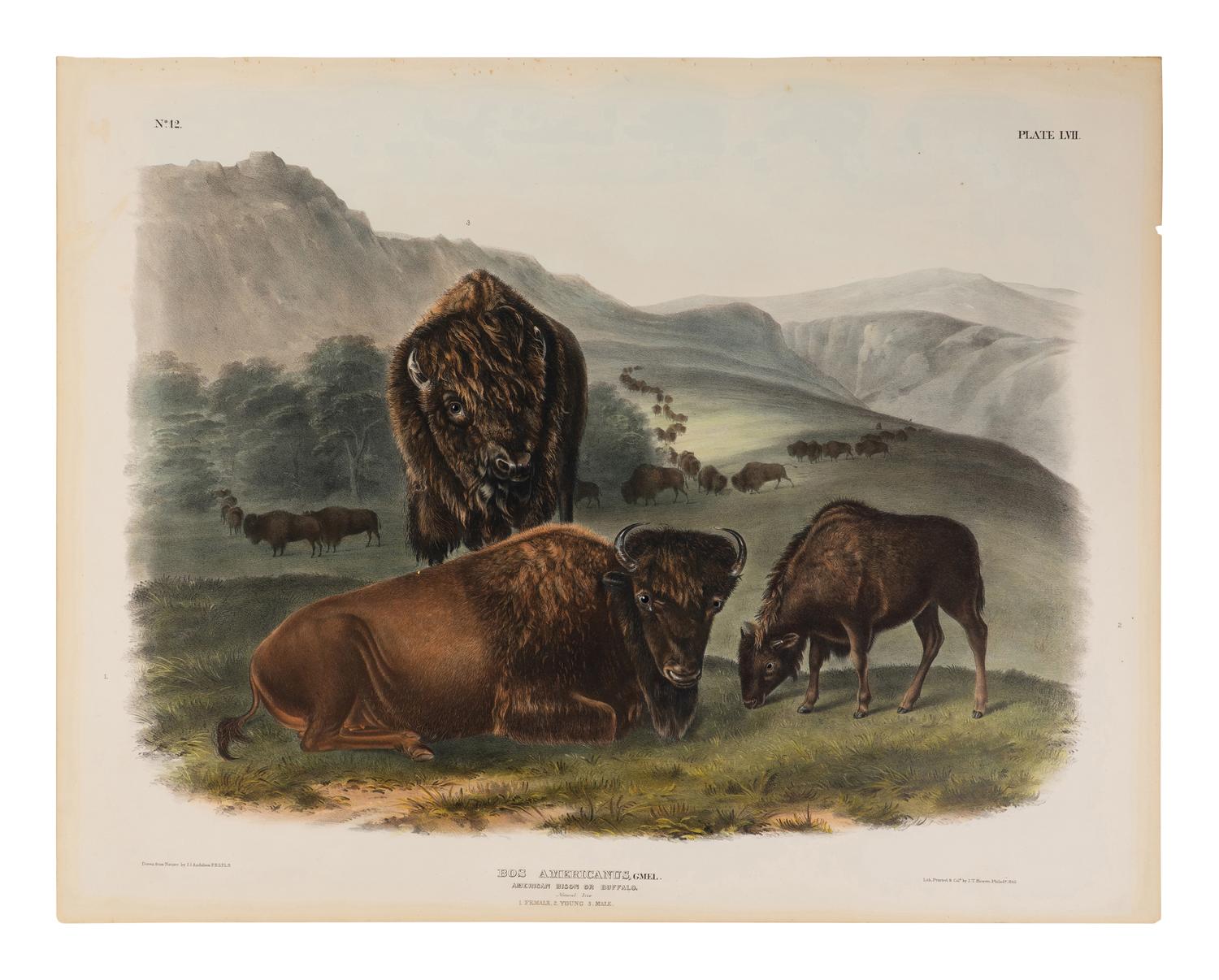 [Natural History] Audubon, John James. American Bison or Buffalo. Female, Young and Male...