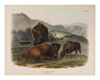 [Natural History] Audubon, John James. American Bison or Buffalo. Female, Young and Male...