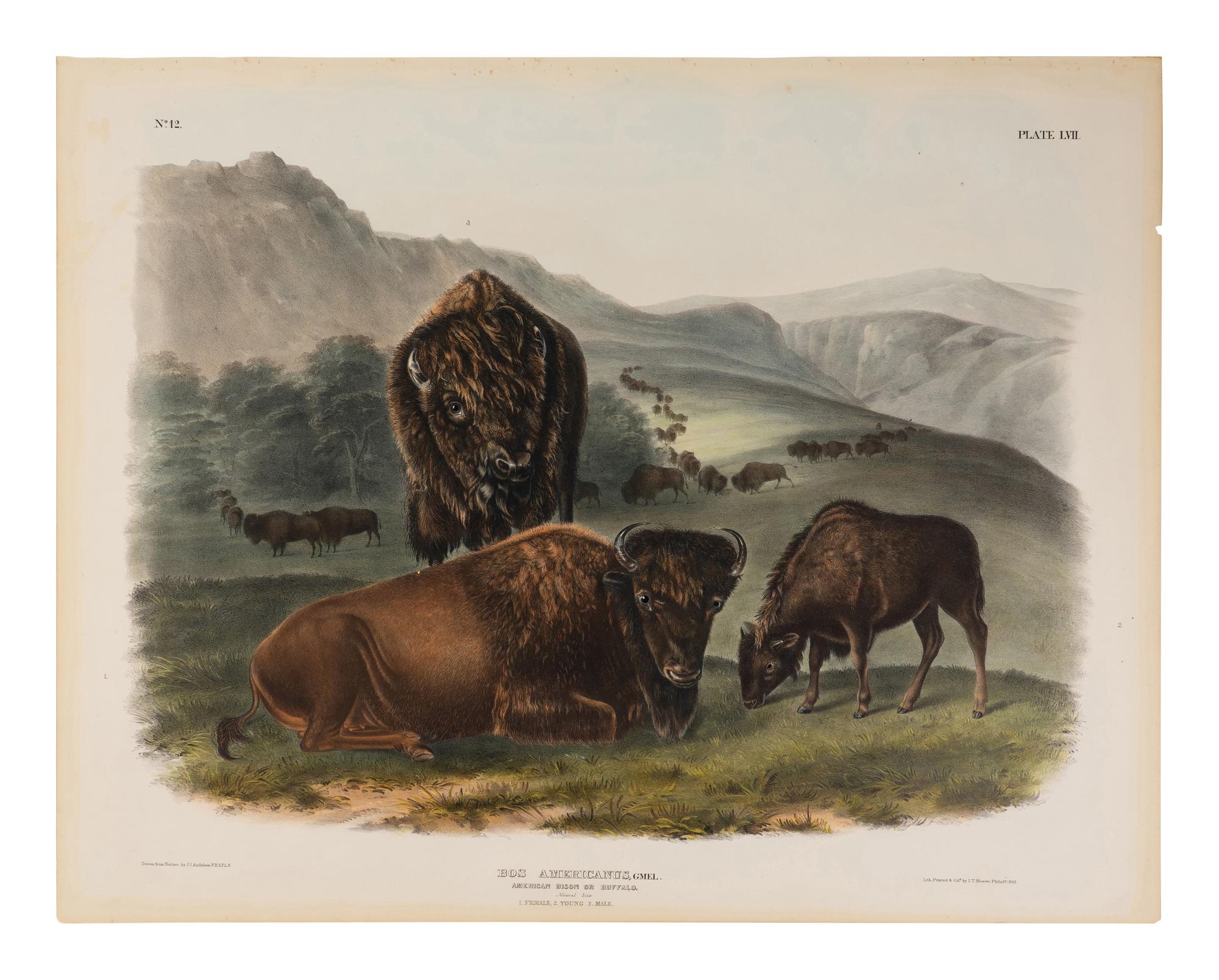 [Natural History] Audubon, John James. American Bison or Buffalo. Female, Young and Male...