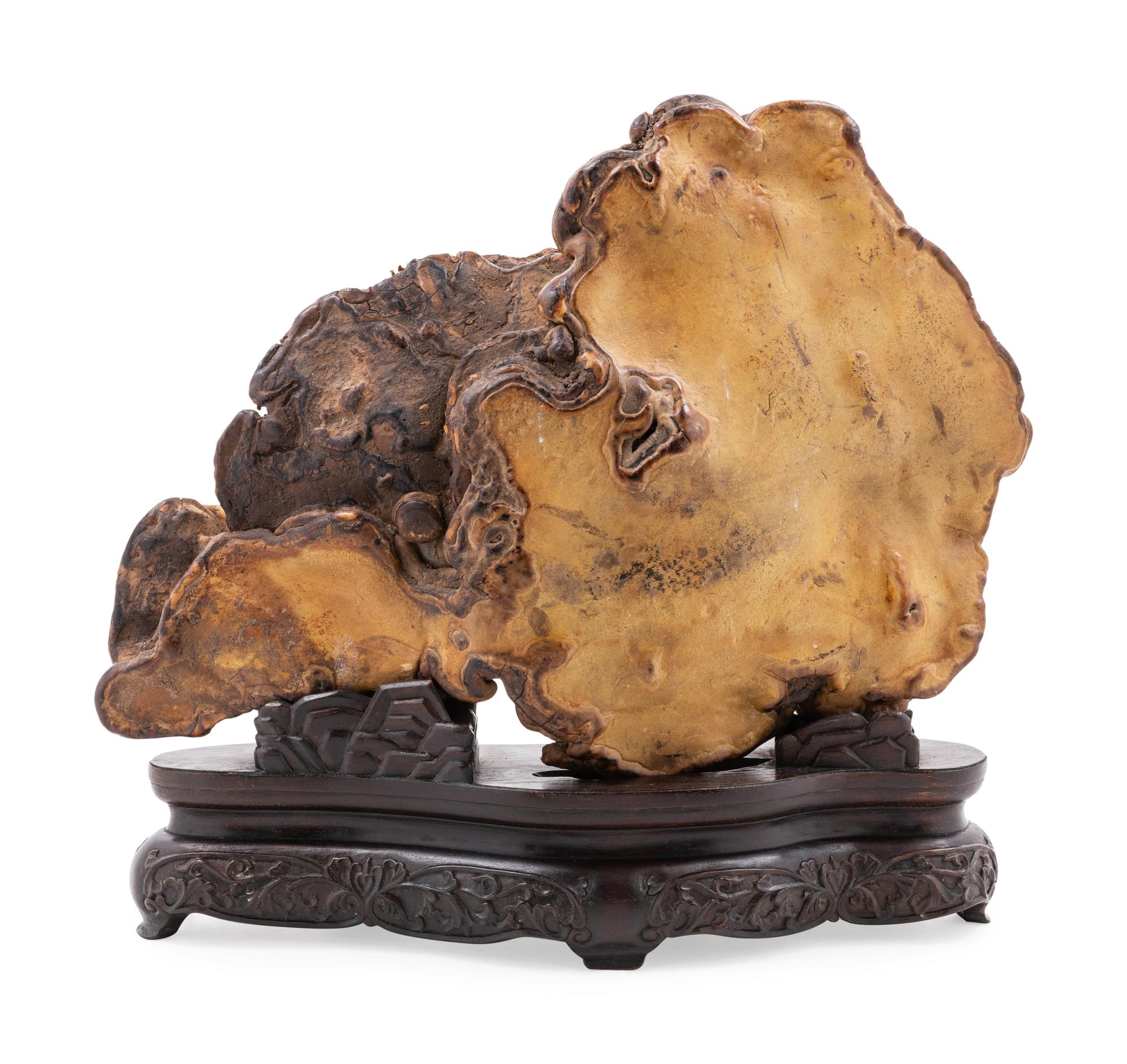 A Lingzhi Fungus