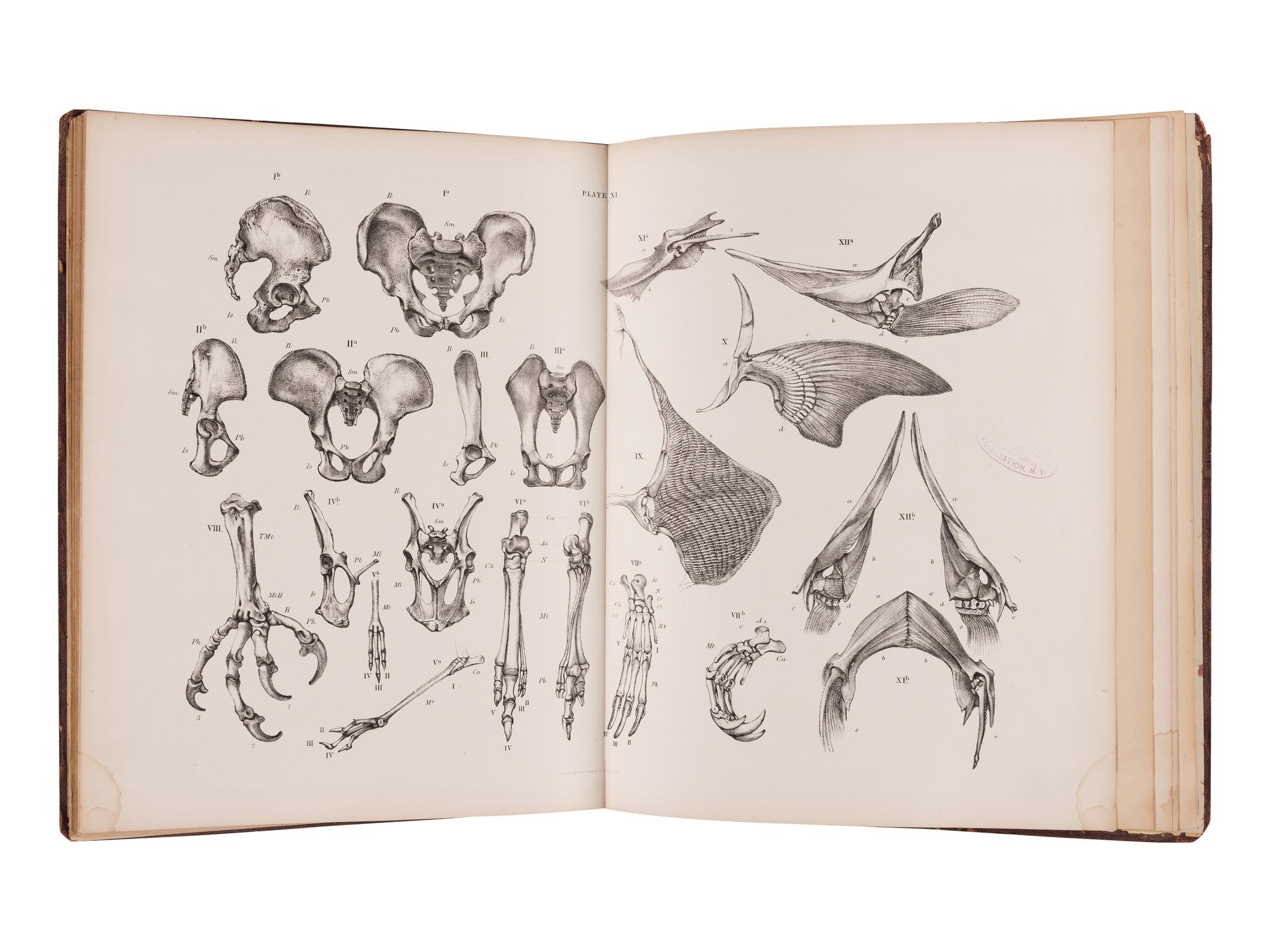 HUXLEY, Thomas Henry (1825-1895). An Elementary Atlas of Comparative Osteology . London: Williams and Norgate, 1864.