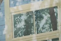 Blue House with Chestnut Tree