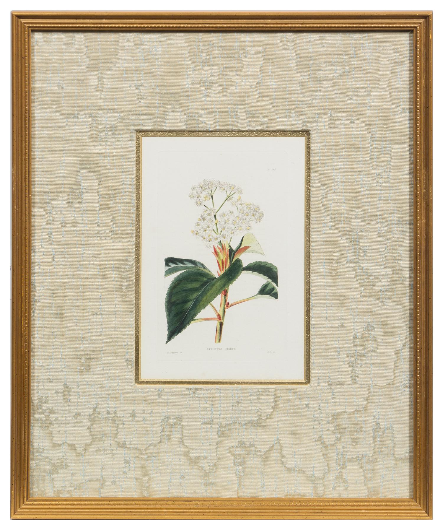 A Group of Six Hand Colored Floral Engravings Each 7 1/2 x 5 inches (visible).