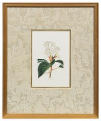 A Group of Six Hand Colored Floral Engravings Each 7 1/2 x 5 inches (visible).