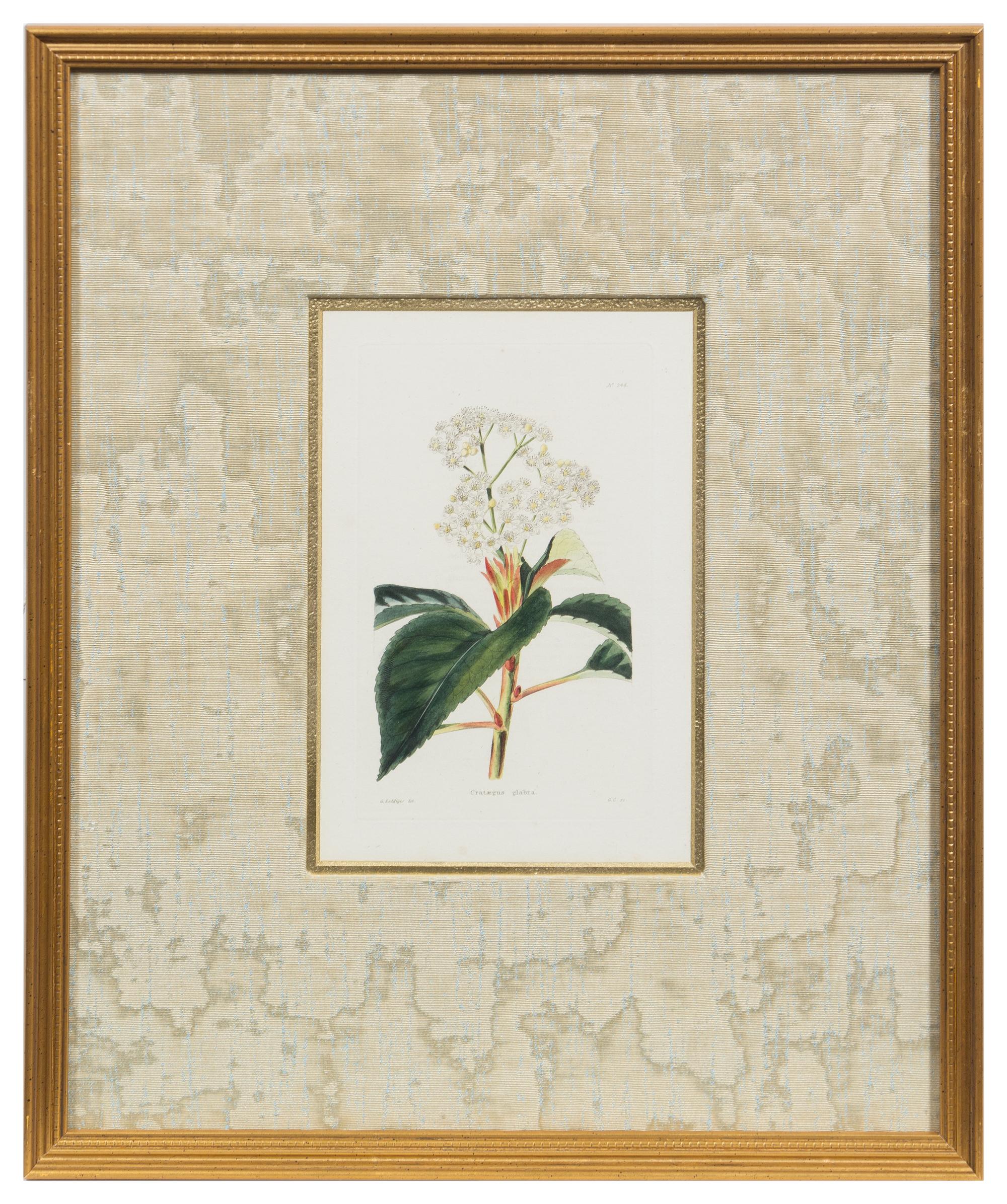 A Group of Six Hand Colored Floral Engravings Each 7 1/2 x 5 inches (visible).