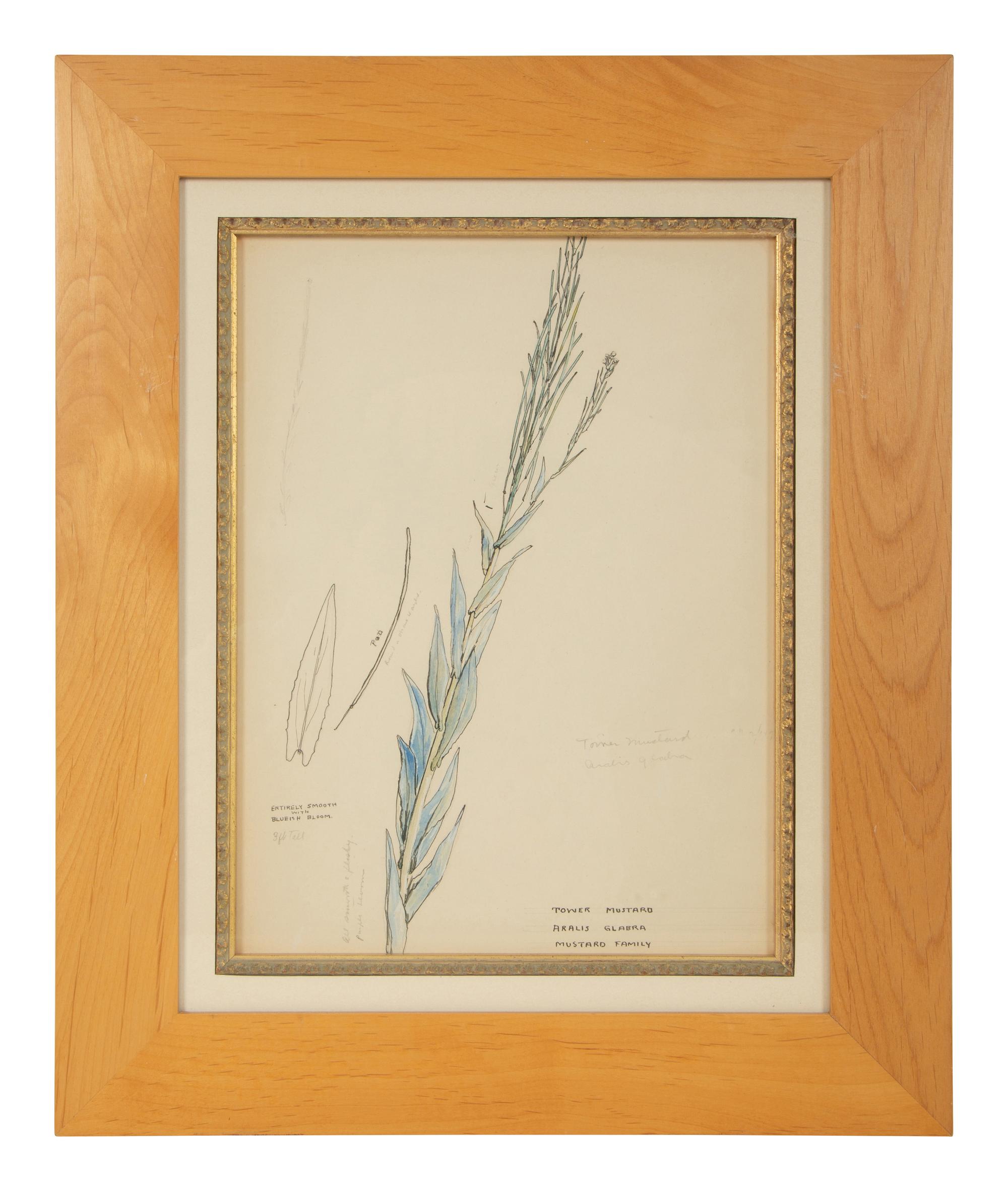 Eighteen Botanical Watercolors