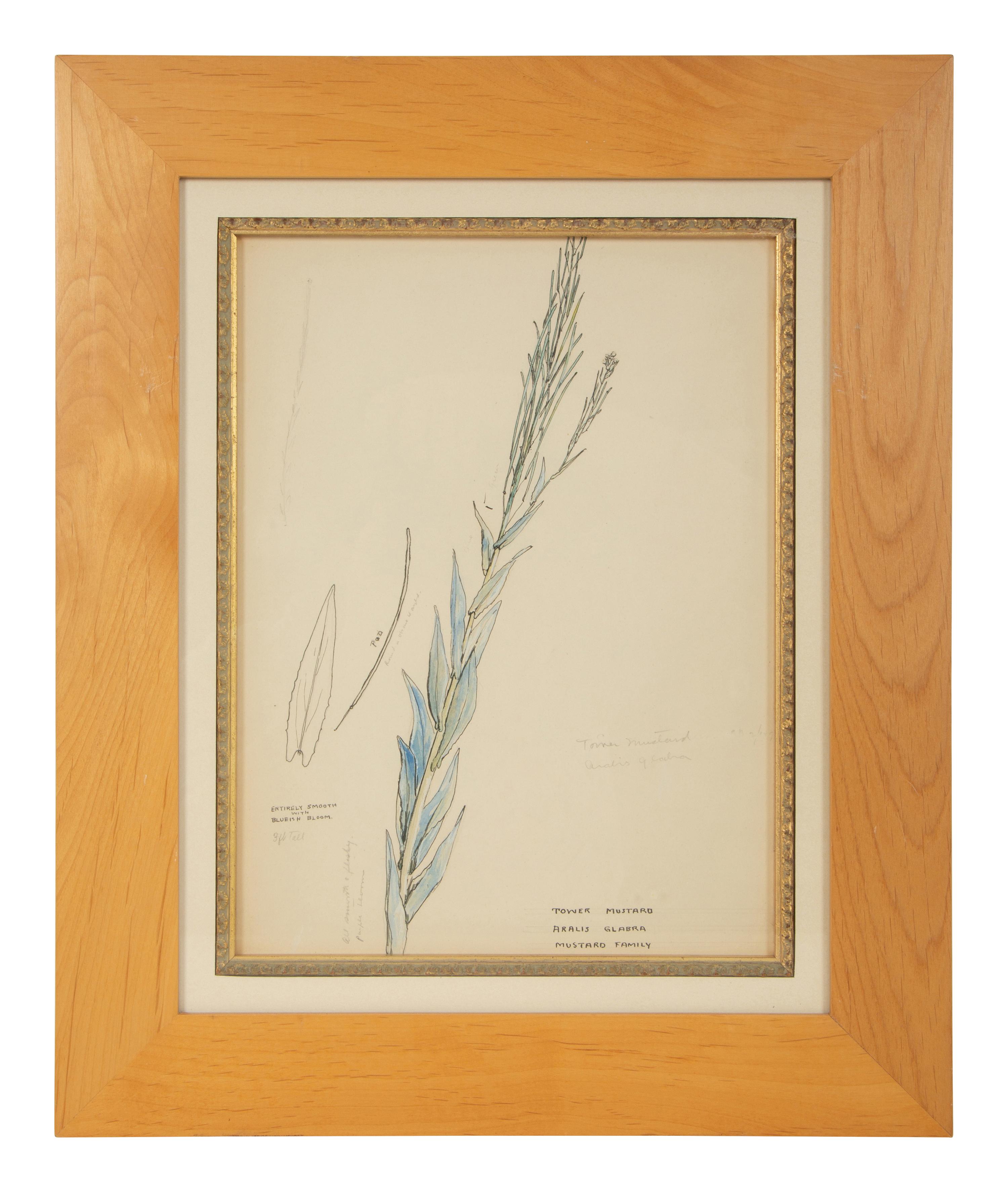 Eighteen Botanical Watercolors