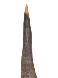A Pair of Anthony Redmile Impala Horns Mounted on Bronzed Metal Bases