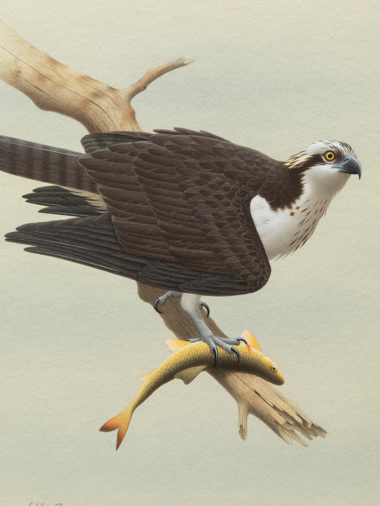 Group of Nine Works, American Bird Series, 1988