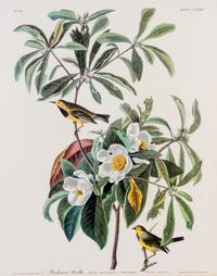 (ORNITHOLOGY) Facsimilie print of Audubon's Bachman's Warbler, Sylvia Bachmanii, plate CLXXXV. no. 37. 1833