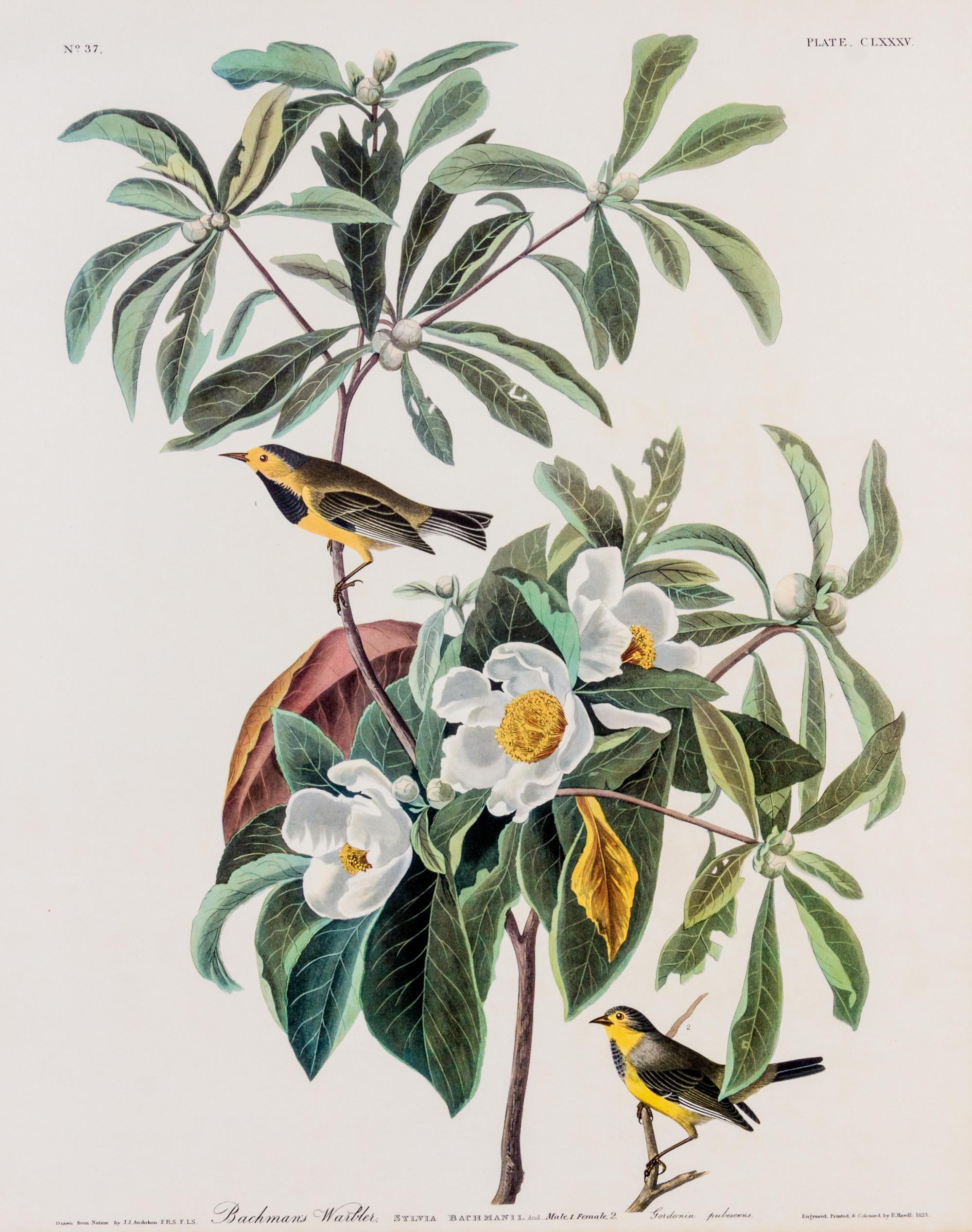 (ORNITHOLOGY) Facsimilie print of Audubon's Bachman's Warbler, Sylvia Bachmanii, plate CLXXXV. no. 37. 1833