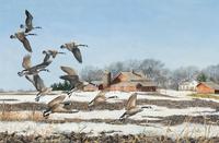 Geese in Flight, 1984