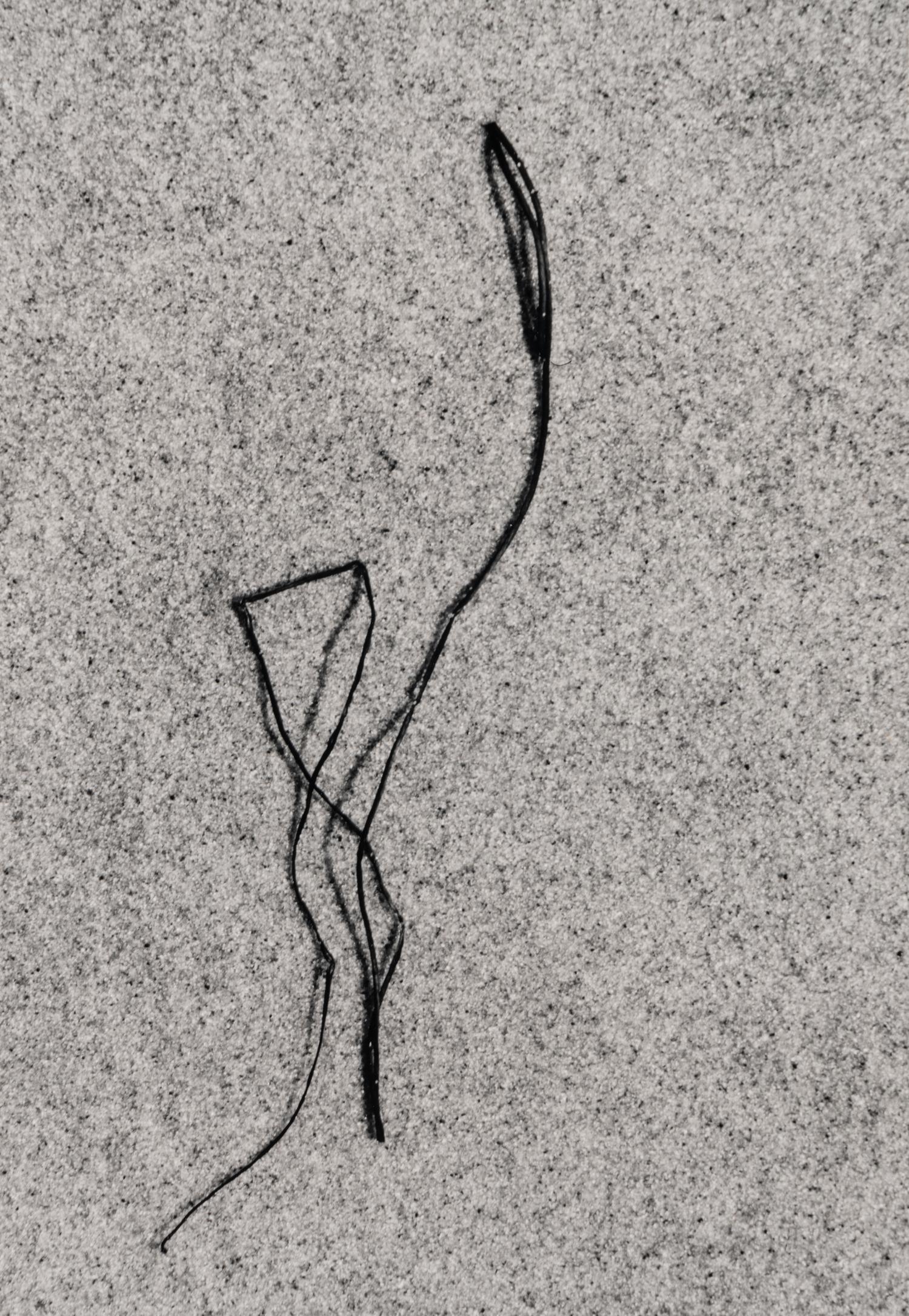 Martha's Vineyard (Sea Weed) 21 , 1953