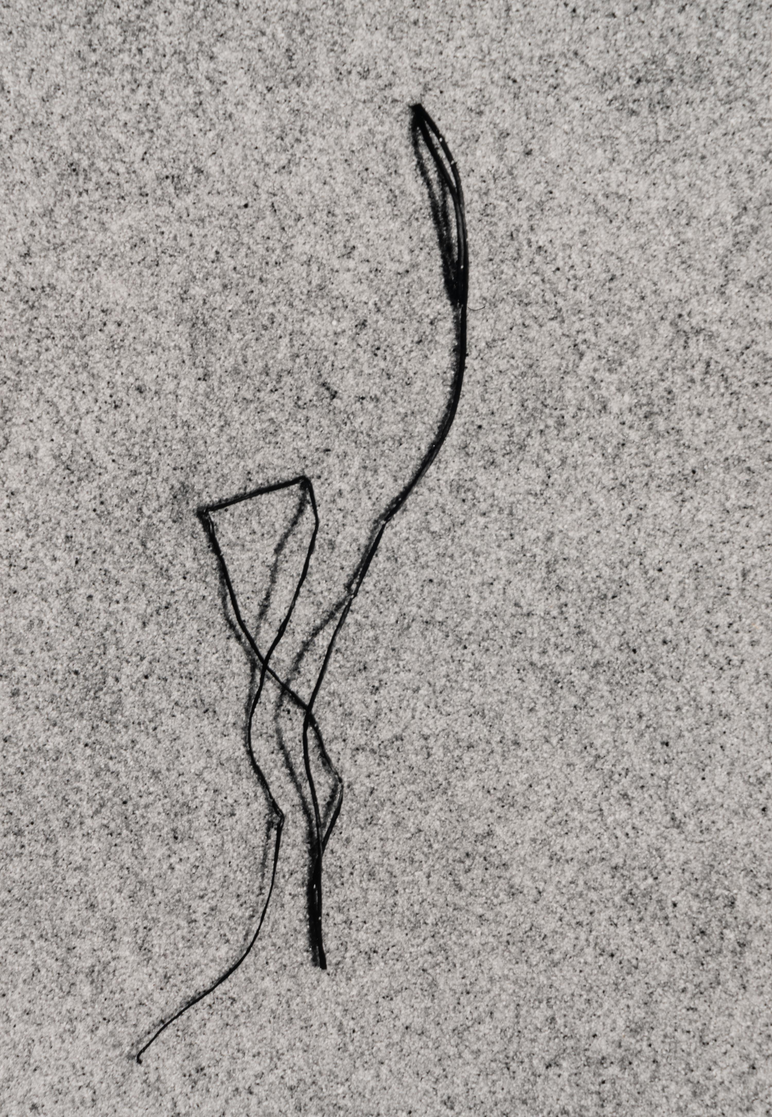 Martha's Vineyard (Sea Weed) 21 , 1953