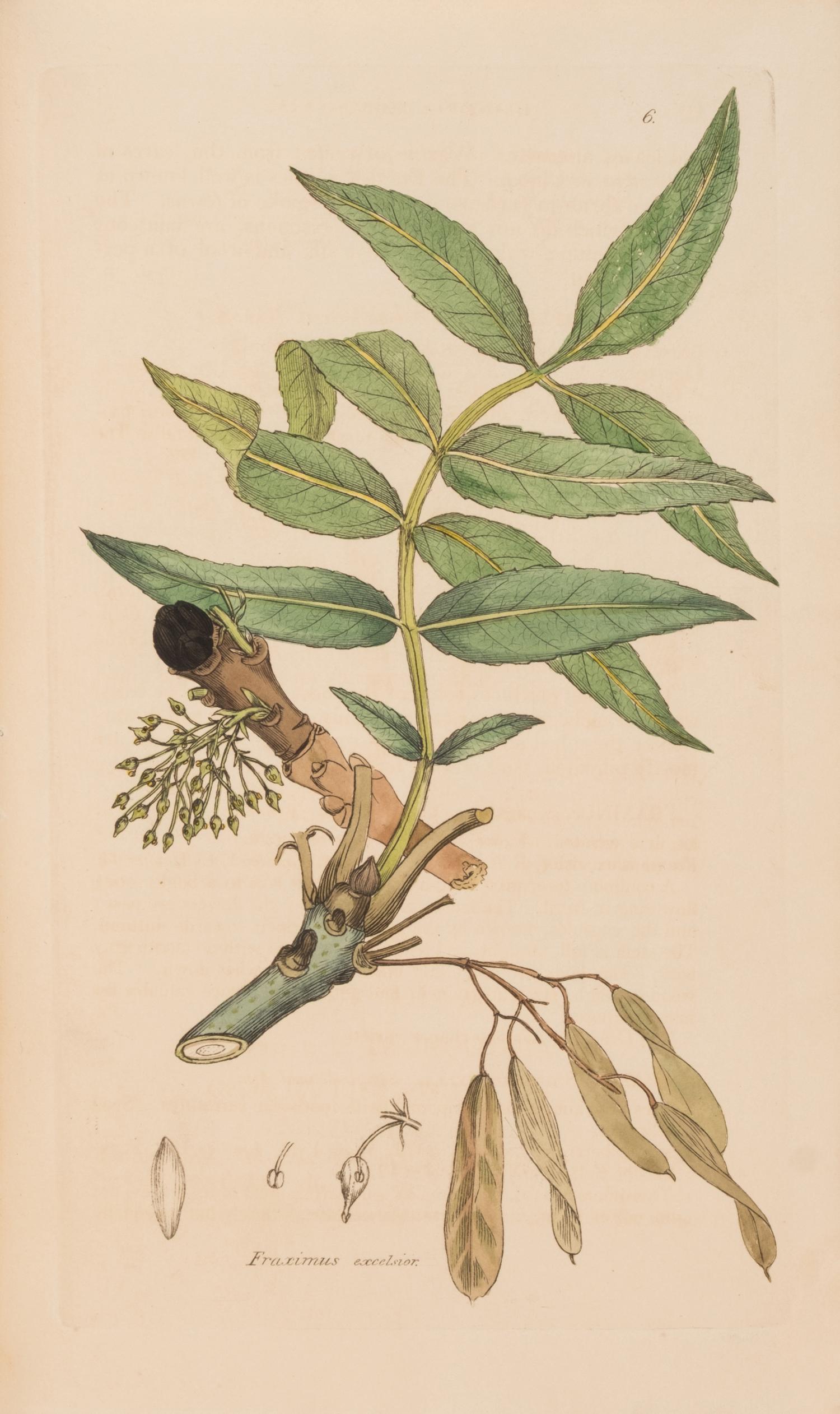 [Natural History] Sowerby, James and James Edward Smith. English Botany