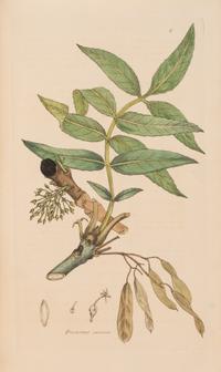 [Natural History] Sowerby, James and James Edward Smith. English Botany