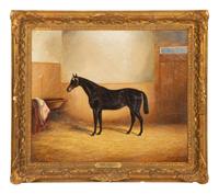 A Dark Brown Horse in a Stable