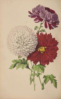 [Color-Plate Books] Rosenberg, (Mary Elizabeth): The West of England Florist's Magazine