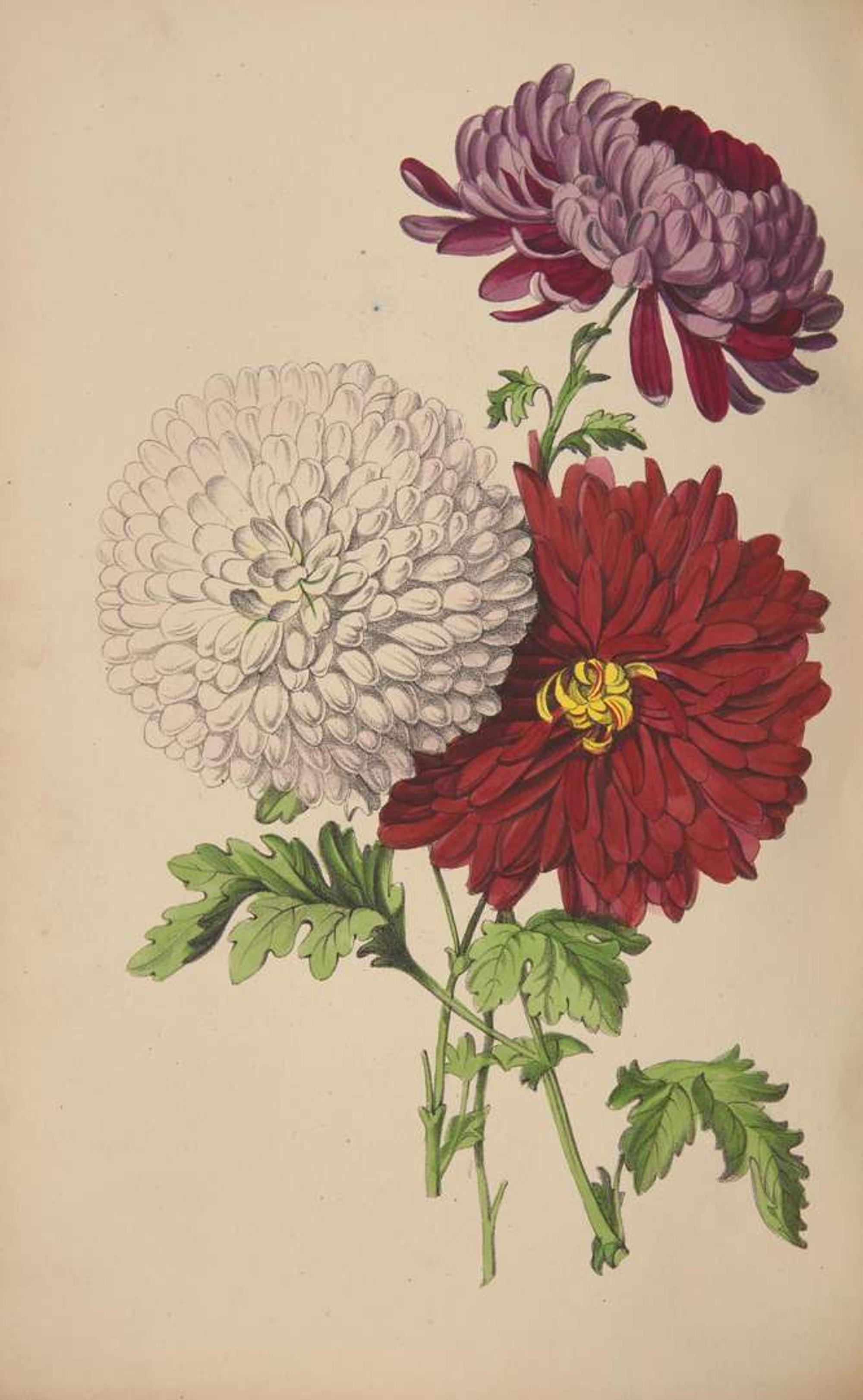 [Color-Plate Books] Rosenberg, (Mary Elizabeth): The West of England Florist's Magazine