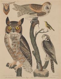 Alexander Lawson (1773-1846) and John G. Warnicke (died 1818), After Alexander Wilson (1766-1813), A Set of Sixteen Hand-Colored Engravings of Various Birds