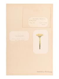 [SPECIMEN ALBUM - MUSHROOMS]. Collection of pressed and preserved Basidiomycete mushrooms, including specimens from nature and watercolor drawings. Ca 1915-1917.