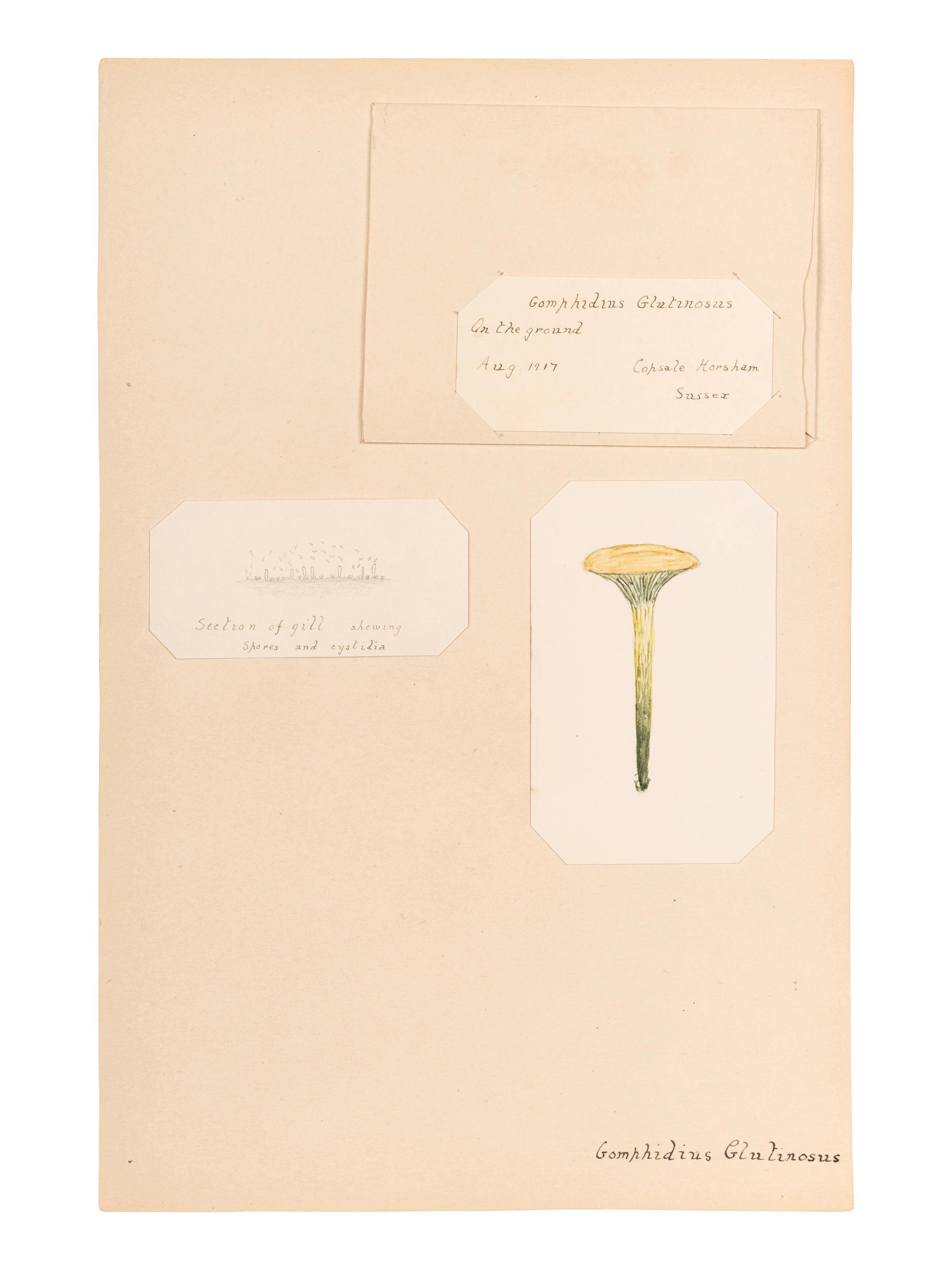[SPECIMEN ALBUM - MUSHROOMS]. Collection of pressed and preserved Basidiomycete mushrooms, including specimens from nature and watercolor drawings. Ca 1915-1917.